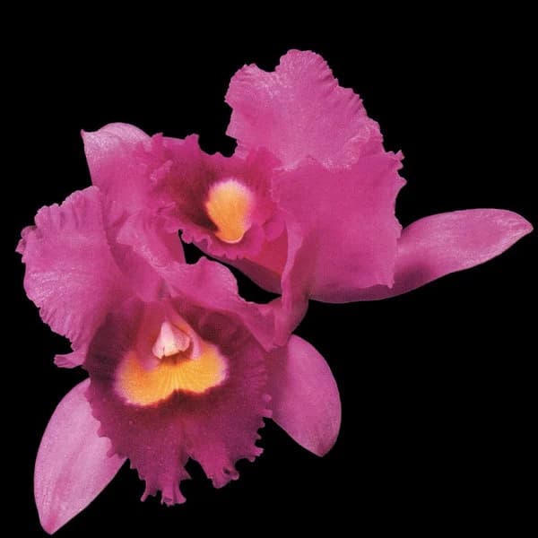 Orchid cover