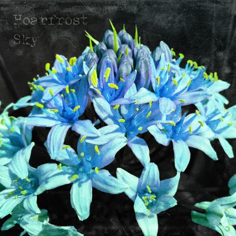 Oneiric Birth cover