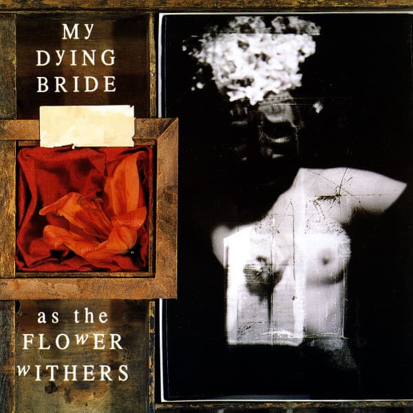 As the Flower Withers cover