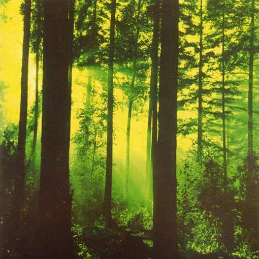 Forests of Witchery cover