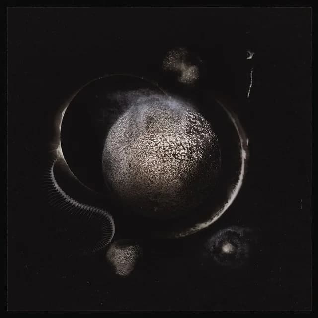 Cold Black Suns cover